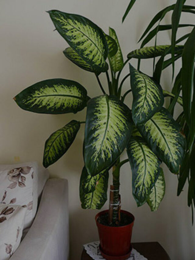 5 Ways to Take Care of Indoor Plants